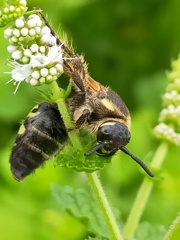 動かなくなっている蜂さん