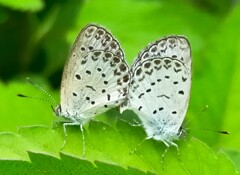 これもまた自然だ