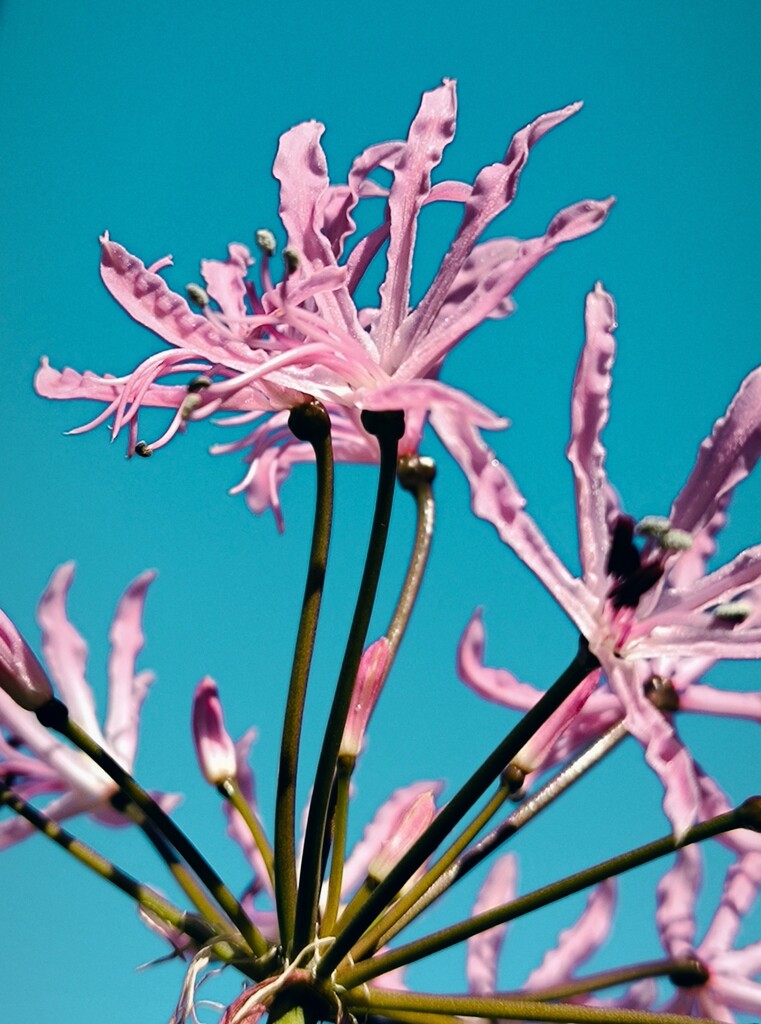 ダイヤモンドリリー