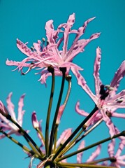 ダイヤモンドリリー