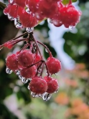雨に浴びられた万両
