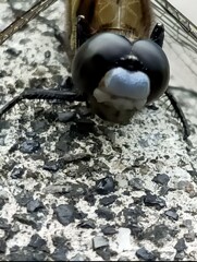 シオカラトンボの顔