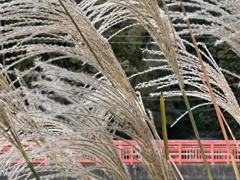 橋の向こう側も秋