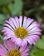 とってもちいさな菊