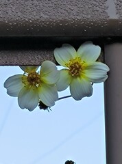 手摺りに顔を出したビデンス（ウインターコスモス)