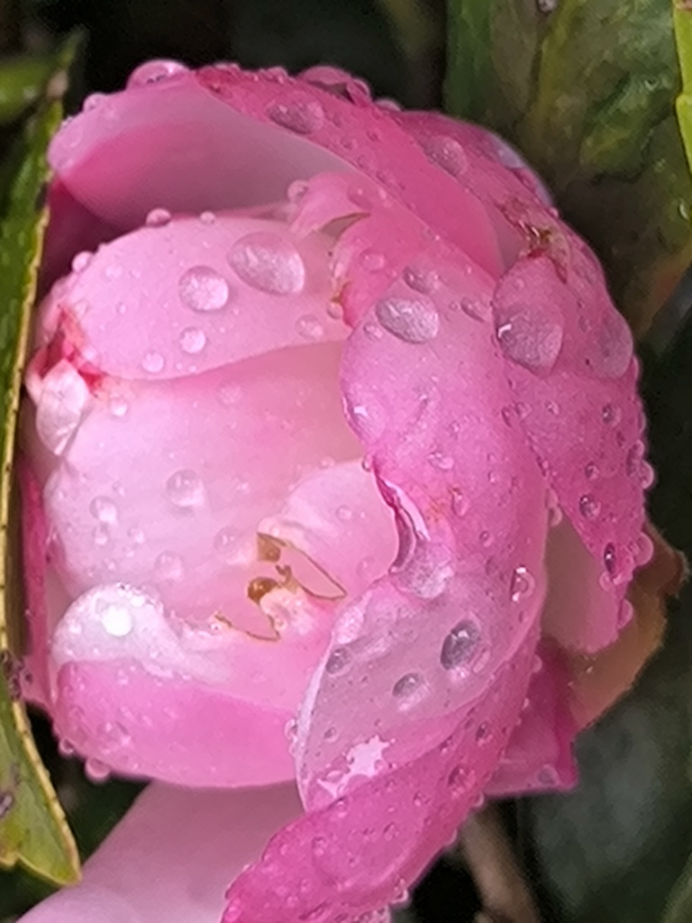 サザンカ (山茶花)