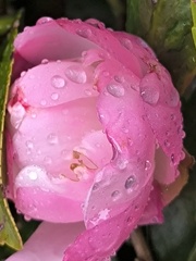 サザンカ (山茶花)