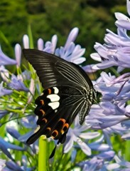 アゲハチョウはどのお花ともお似合い