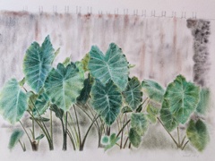 手描きの里芋畑