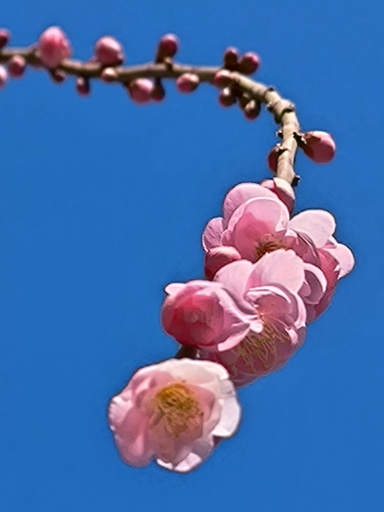 枝垂れ梅の花