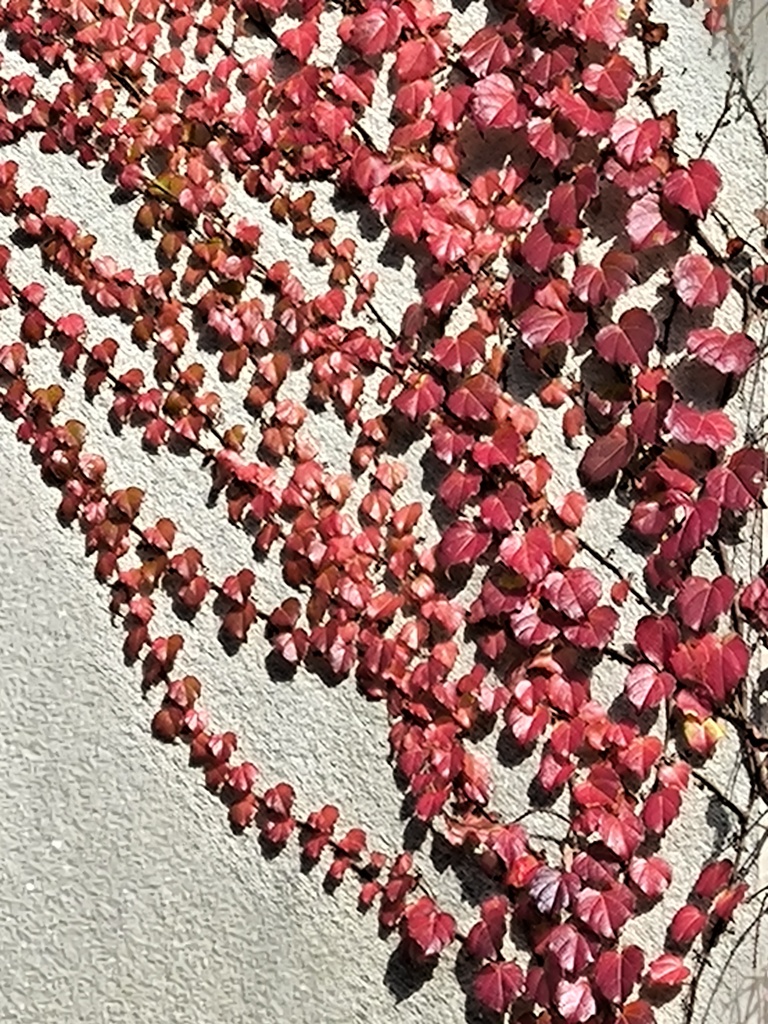 秋色にまとわれた民家の壁