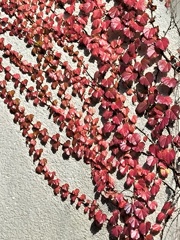 秋色にまとわれた民家の壁