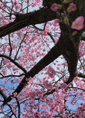 さくらの枝幹