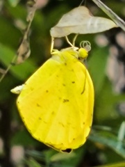 黄蝶が踊り子に見える
