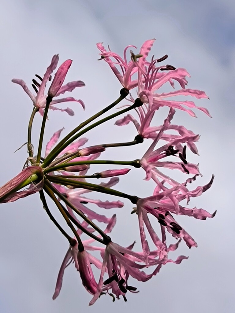 ダイヤモンドリリー