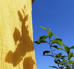 黄八丈染めと青空