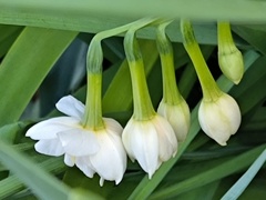 水仙が咲いている