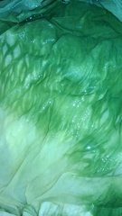 レタスのような色合いの染液