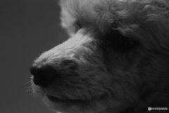 初めてのモノクロ