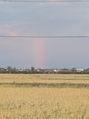 これなんでしょ？