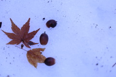 冬→秋へ。紅葉散る散る