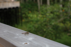 あいうえおのえんそく