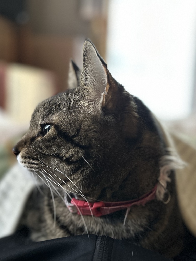 いつもの居場所