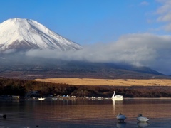 湖畔の白鳥と富士