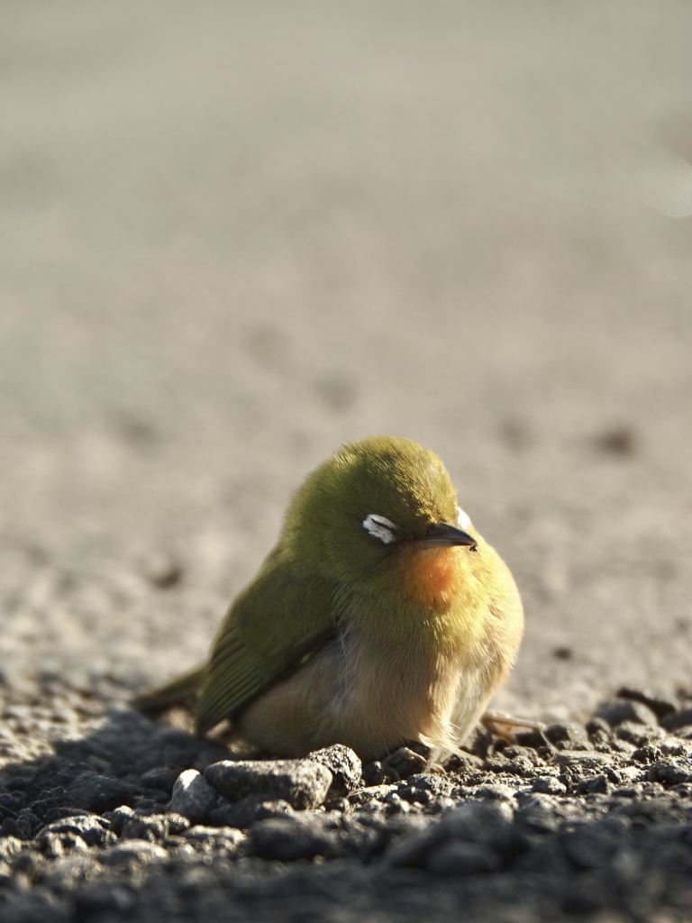 メジロさん、大丈夫？