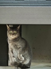 デッキ下からのまなざし