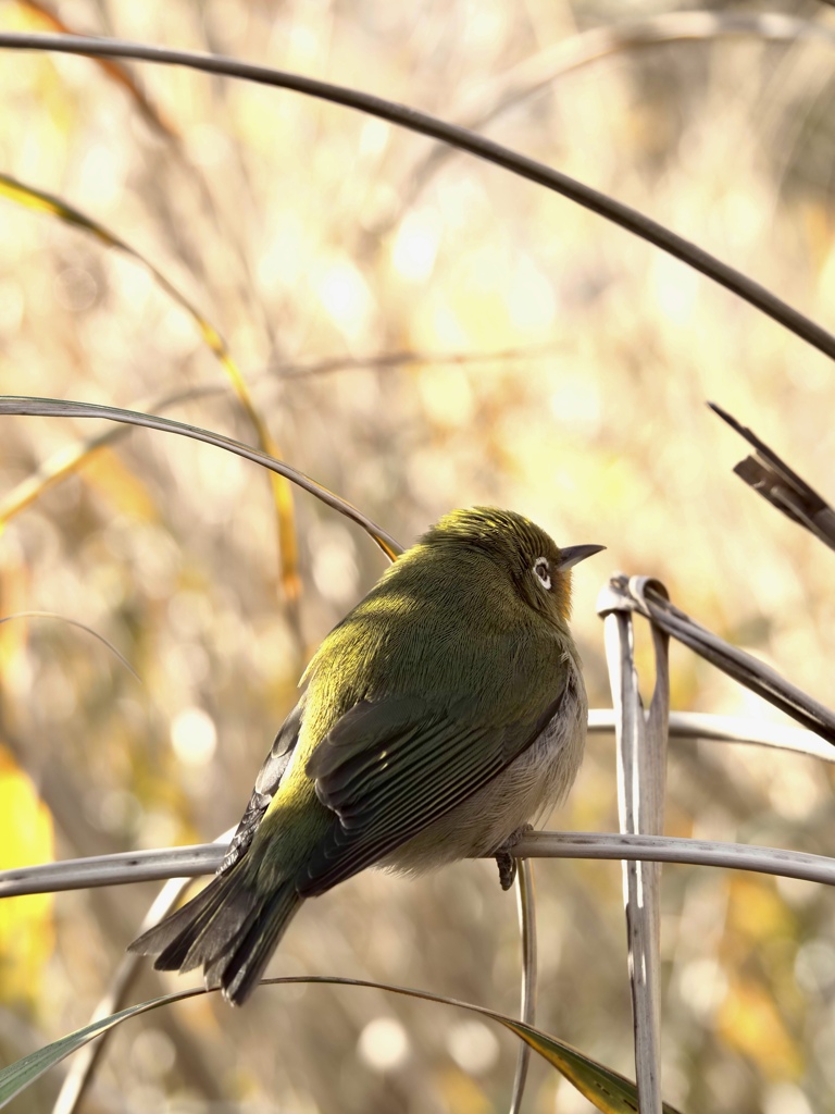 メジロさん、元気でね！