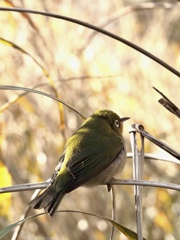 メジロさん、元気でね！