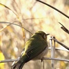 メジロさん、元気でね！