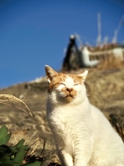 日向で、目を閉じる