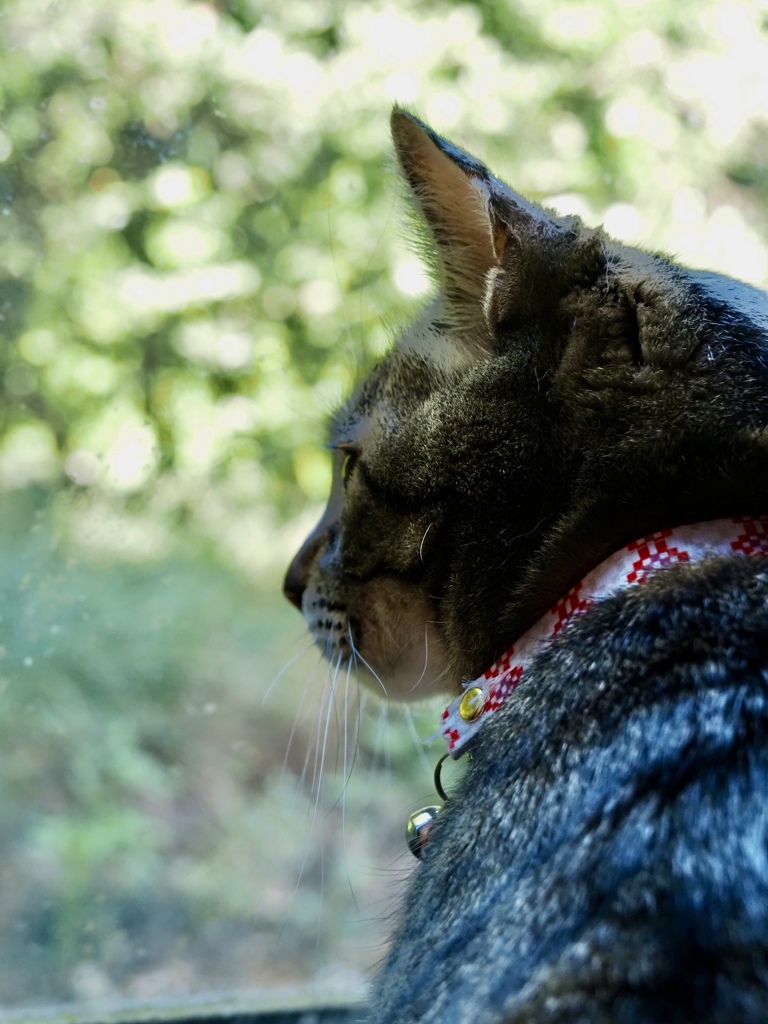 にゃるそっくぬこ