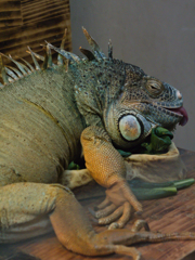 グリーンイグアナ