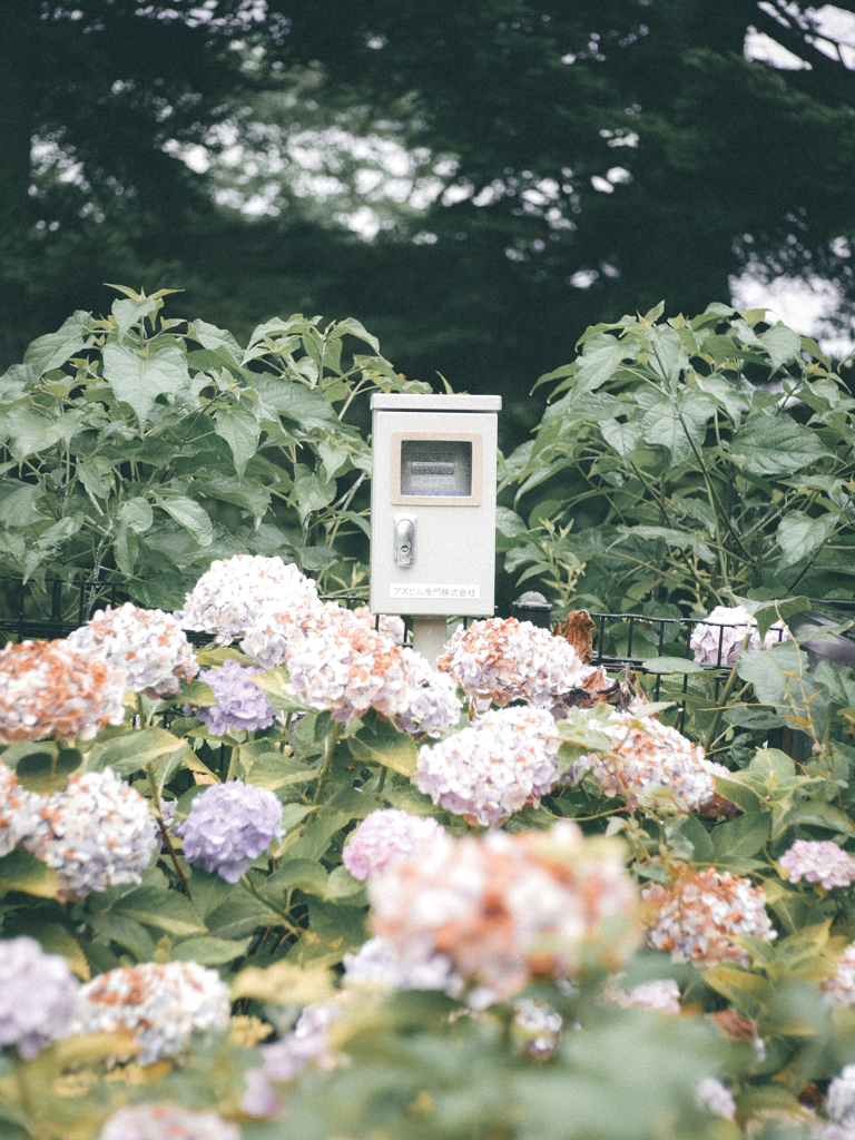 雨の日の紫陽花