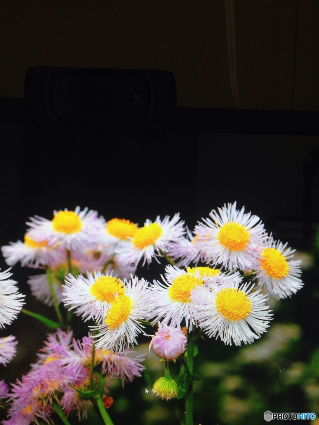 森林植物園の花4