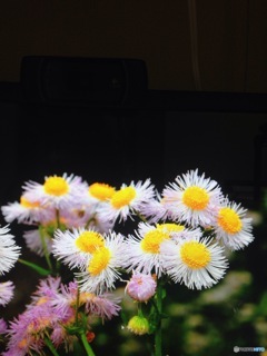 森林植物園の花4