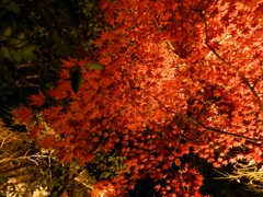太宰府内山竈門神社　紅葉ライトアップ　8