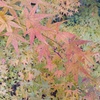 秋の紅葉　3