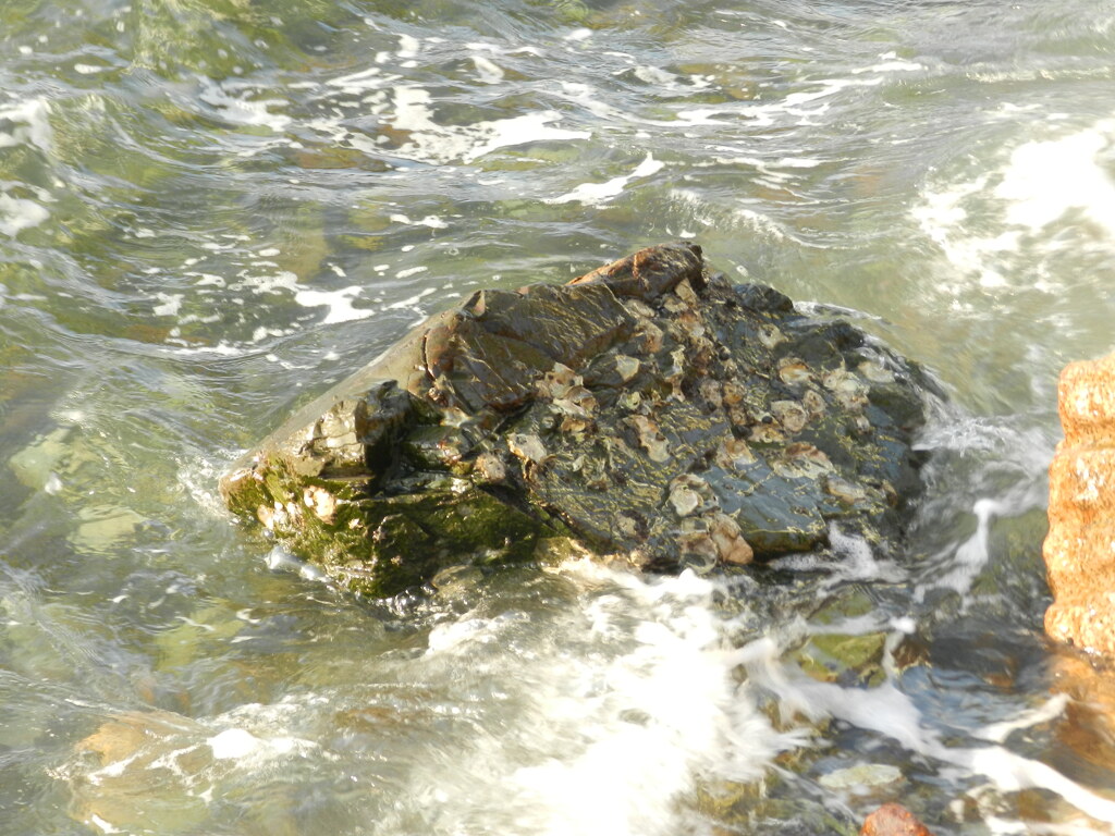 関門海峡の波　2