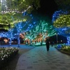 中州イルミネーション2025　13