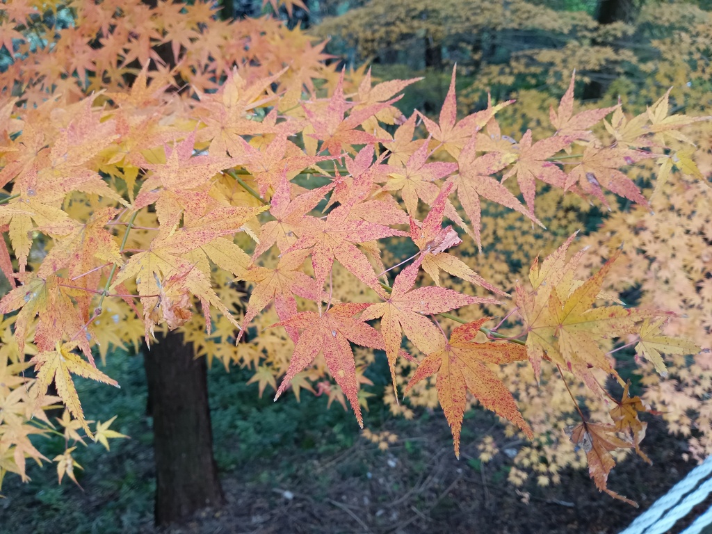 秋の紅葉　5