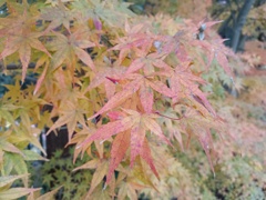 秋の紅葉　2