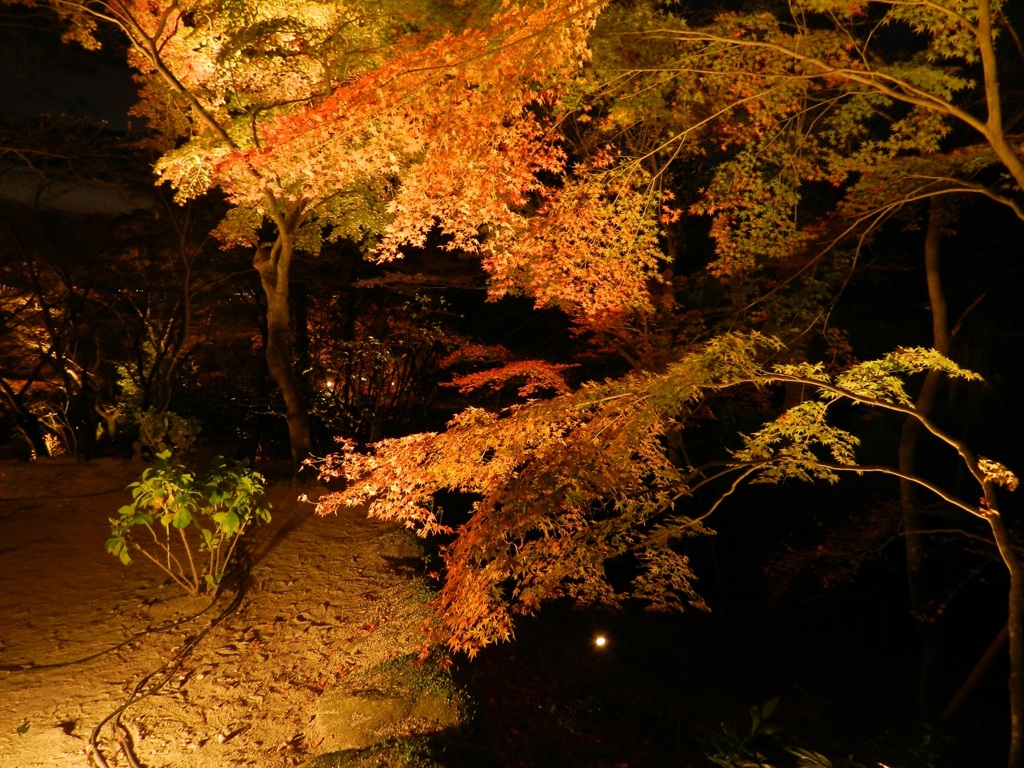 太宰府内山竈門神社　紅葉ライトアップ　3