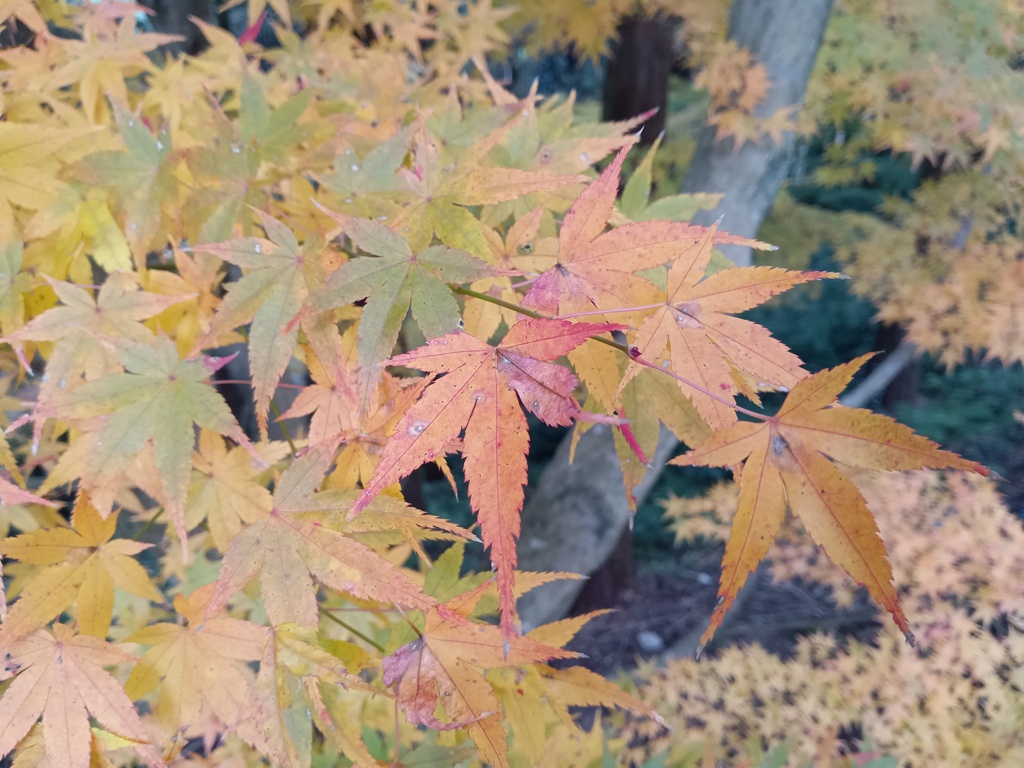 秋の紅葉　4
