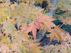 秋の紅葉　4