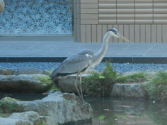 池のまわりを歩くサギさん　5
