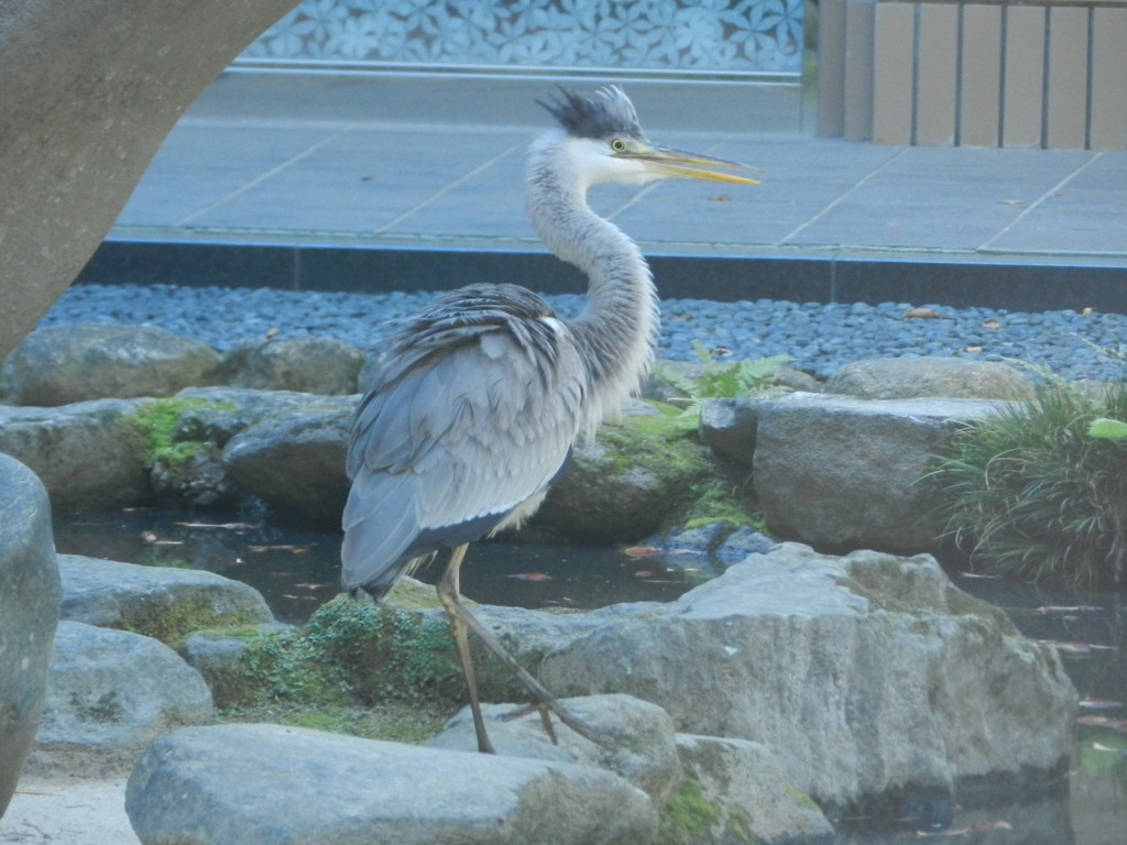 池のまわりを歩くサギさん　2